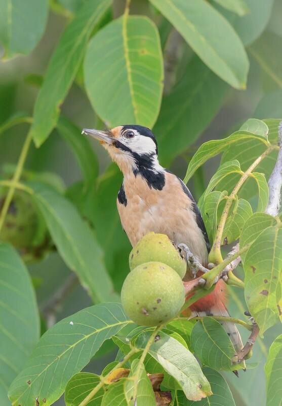 Grote bonte specht, Great spotted woodpecker, Dendrocopus major